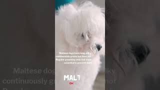 🐕‍🦺💕The 5 Best Hypoallergenic Dog Breeds 🐩🌈 [upl. by Quartana535]