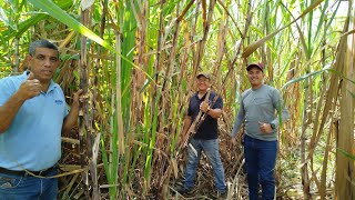 Evaluación de Daños por Candelilla o Salivazo en Caña de Azucar [upl. by Adnalahs717]