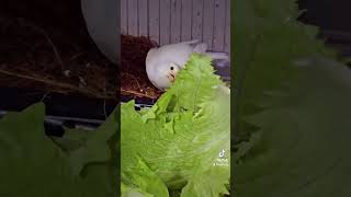 canaries ampfinchescanarias fypシ゚viral mustwatchnow shortvideos youtubeshorts budgies bgmi [upl. by Hteb]