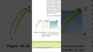 Plant growth and development figure 1310 coleoptile is source of auxin [upl. by Eelynnhoj]