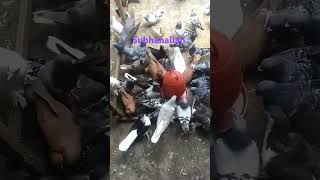 কবুতরের নতুন পানির পট kobutor trending aagrofarm petlover pigeon কবুতর pigeonloft islamics [upl. by Tnilf]