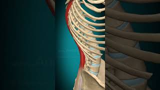 Lliocostalis lumborum muscle action Vertebral column Lateral flexion muscle anatomy [upl. by Craw]