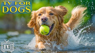 LIVE Dog TV Best Fun amp Relaxing TV for Dogs Video Prevent Boredom amp Anxiety with Music for Dogs [upl. by Gunilla]