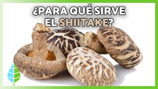 5 BENEFICIOS del Hongo SHIITAKE 🍄‍🟫✅  Propiedades Medicinales Para Qué Sirve y Contraindicaciones [upl. by Eltsyrc]