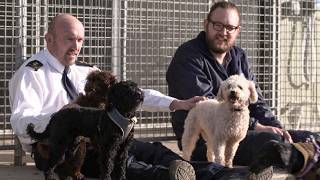 27 Poodles Rescued by RSPCA from Tiny Cages [upl. by Anitreb]