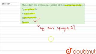 The cells in the embryo sac located at the micropylar end are   12  NTA NEET SET 109  BIOLO [upl. by Yllen]