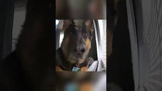 Dog on camera music bgm happy funny funnyanimals [upl. by Meeharb]