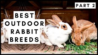 Best Outdoor Rabbit Breeds Part 2 [upl. by Yatnoed]