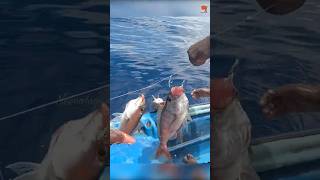 Catching Plenty of Rosy Snapper in the Deep Sea fishing fishingvideo oceanfishing [upl. by Aldos220]