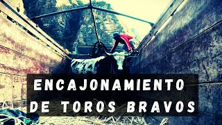 ENCAJONAMIENTO DE TOROS BRAVOS  GANANDERÍA RONCALLA EN MOLLEBAMBA [upl. by Snow632]