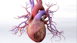 What is Coronary Artery Disease  Mechanism of Disease [upl. by Dragoon796]