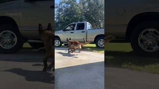 Dogs Stop Truck Thief smartdog belgianmalinois dog [upl. by Amabil217]