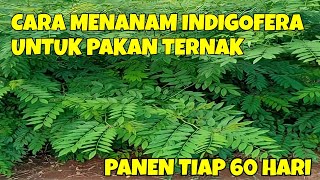 CARA MENANAM INDIGOFERA UNTUK PAKAN TERNAK PANEN TIAP 60 HARI PENGHASILAN RP 36 JUTAHABULAN [upl. by Burnley323]