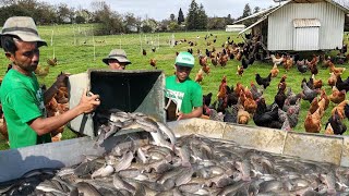 Is Fish Farming Really Profitable than Poultry Farming Truth Revealed [upl. by Kenny963]