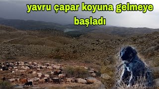 ÇOBANIN EN SEVDİĞİ ZAMANLAR DAĞLAR YEŞERİYOR Cila ne Dağından Manzaralar [upl. by Oloapnaig891]