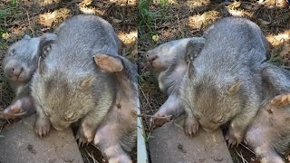 Wombat is the cutest animal in the world that you need to know 23 [upl. by Nilyac]