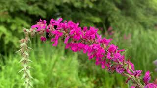 Scenic Shorts  Invasive Species Purple Loosestrife [upl. by Tallia11]