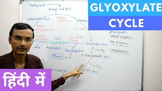 Glyoxylate Cycle in Hindi [upl. by Armalda570]