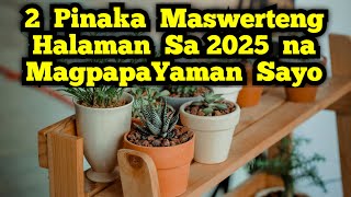 Top 2 Lucky Plants in 2025 2 Pinaka maswerteng halaman sa 2025 Year of the Wooden Snake🌱🐍🤑 [upl. by Eive165]