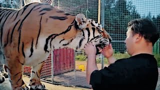 A 600pound tiger got a piece of meat stuck in its teeth while eating [upl. by Jenette229]