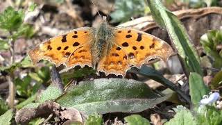 Asian Comma Butterfly Visits Birdeye Speedwell Flowers in Early Spring [upl. by Euqinoj598]