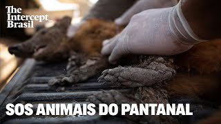 A busca pelos animais feridos em meio ao fogo no Pantanal [upl. by Anayad]