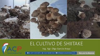 Cultivo de Hongos Medicinales Shiitake  VideoConferencia [upl. by Den]