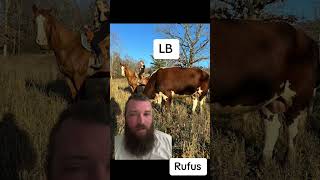 Rufus the bull 🐂 [upl. by Parris]