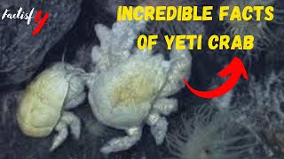 Interesting Facts You Should Know About Yeti Crab [upl. by Kylila]