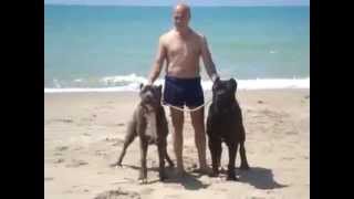 Neapolitan Mastiff and Cane Corso team [upl. by Richards510]