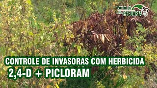 Controle de invasoras com herbicida  24D  Picloram [upl. by Jorry460]