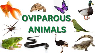 oviparous animalsegg laying animalsoviparous [upl. by Ainosal]