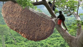 Primitive Technology Amazing Catch A Giant HoneyBee For Food On The Big Tree [upl. by Tremann]