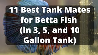 11 Best Tank Mates for Betta Fish In 3 5 and 10 Gallon Tank [upl. by Athelstan]