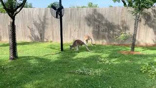 Roo Valley Kangaroos Twitch Stream  Cincinnati Zoo [upl. by Karmen752]