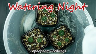 Watering Night Watering Lophophora seedlings from one of my grow boxes [upl. by Eirroc]