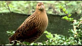 Corncrake conservation [upl. by Irra842]