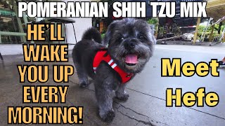 Pomeranian Shih Tzu Mix  Meet Hefe [upl. by Neall99]