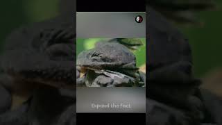 This Frog Gives Birth From Its Back  facts [upl. by Vladimar665]