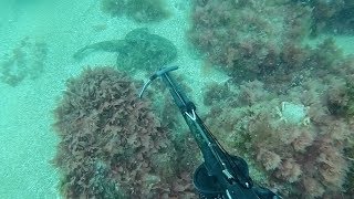 Monkfish  Catch and Cook  Spearfishing UK [upl. by Klingel840]