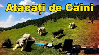 Atacat de câini pe munte [upl. by Sedgewinn]