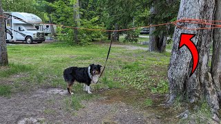 This Tie Out Trolley for Dogs is GREAT for Camping [upl. by Cassandre]