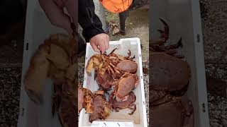 Coaching crabs with my dad fishing sailboat sailing fish sailboating [upl. by Volin]