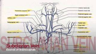 Veins in Upper Body Tutorial [upl. by Leihcim]