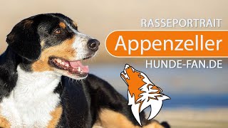 ► Appenzeller Sennenhund 2018 Rasse Aussehen amp Charakter [upl. by Arlo]