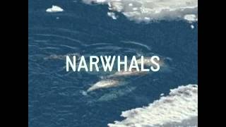 Narwhals  JJ songs [upl. by Toby]