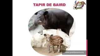 El Tapir de Baird EspañolSpanish [upl. by Nojid]