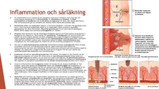 Immunsystemets andra försvar  Biologi 2 100 p [upl. by Meredith]