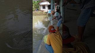 Pemangsa Bekicot Magetan mulai mengganas lagi 🎣🎣🐟🐟 [upl. by Artap]