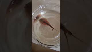 Triops day 30 triops aquarium [upl. by Ayadahs]